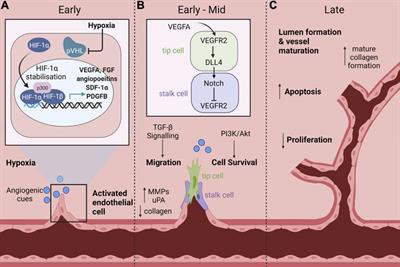 The Role of miR-181c in Mechanisms of Diabetes-Impaired Angiogenesis: An Emerging Therapeutic Target for Diabetic Vascular Complications